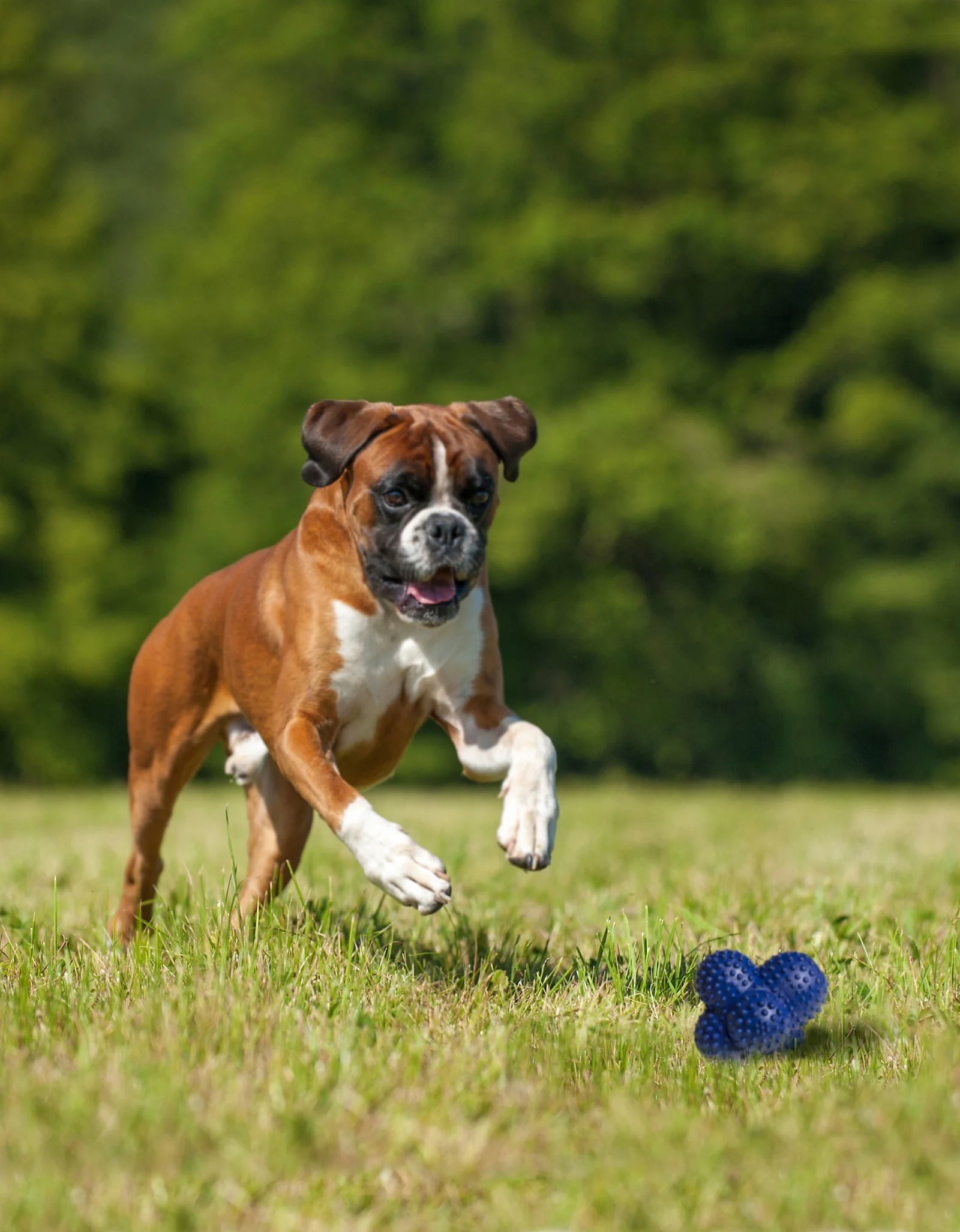 Power Play Crazy-Ball Dog Toy, Dog Balls, Interactive Dog Toys, Large